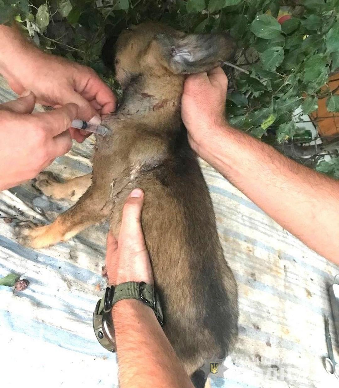 Животных отвезли к ветеринару, который оказал им помощь