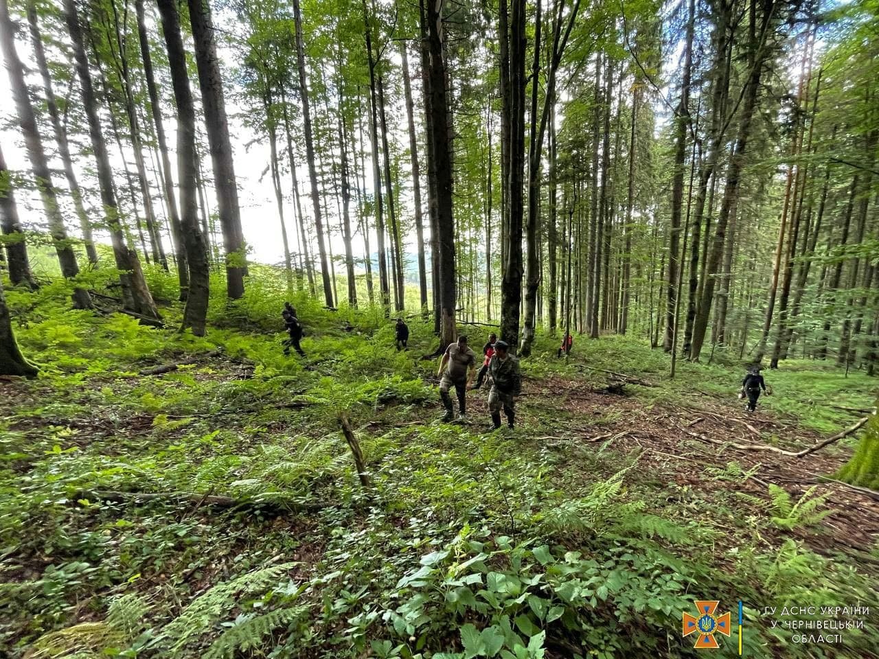 У Чернівецькій області четверту добу шукають грибника, який заблукав у лісі 2