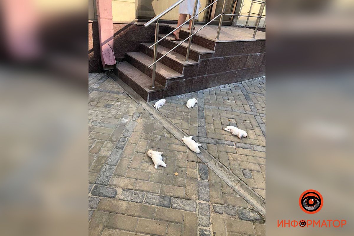 В Харькове мужчина выкинул с балкона щенков