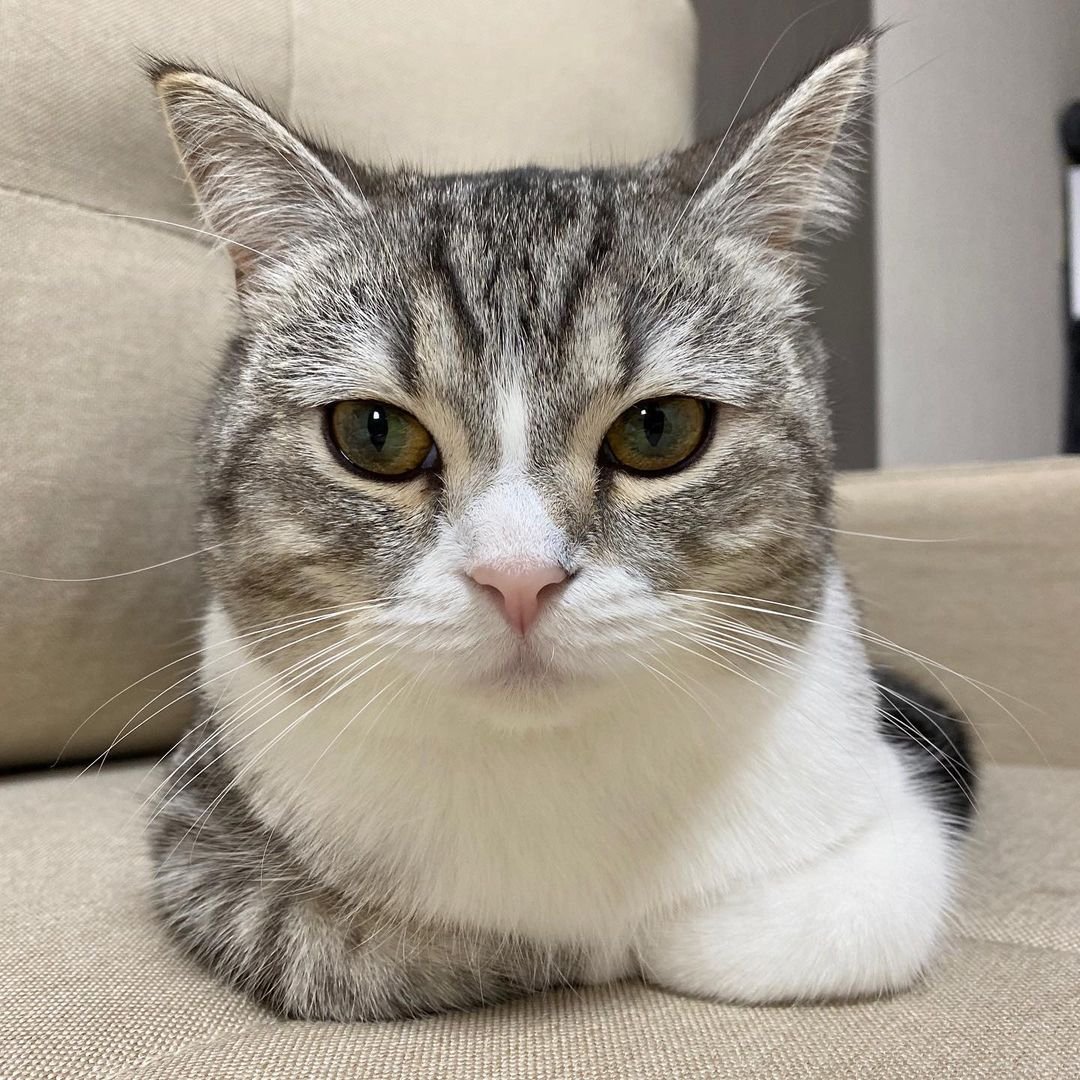 Кіт з Японії потрапив в книгу рекордів Гіннесса за ролики на YouTube 1