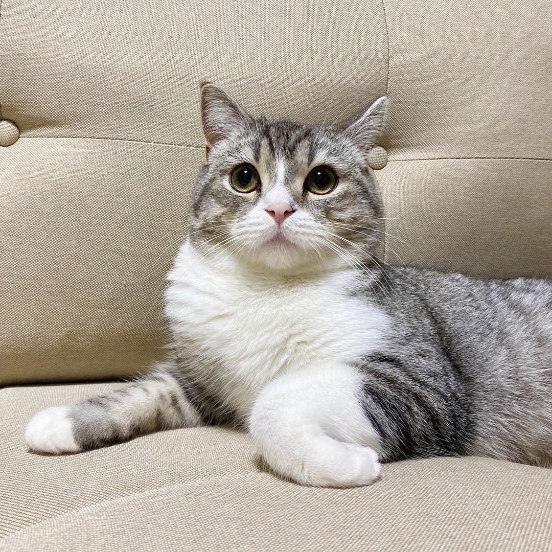 Кіт з Японії потрапив в книгу рекордів Гіннесса за ролики на YouTube 2