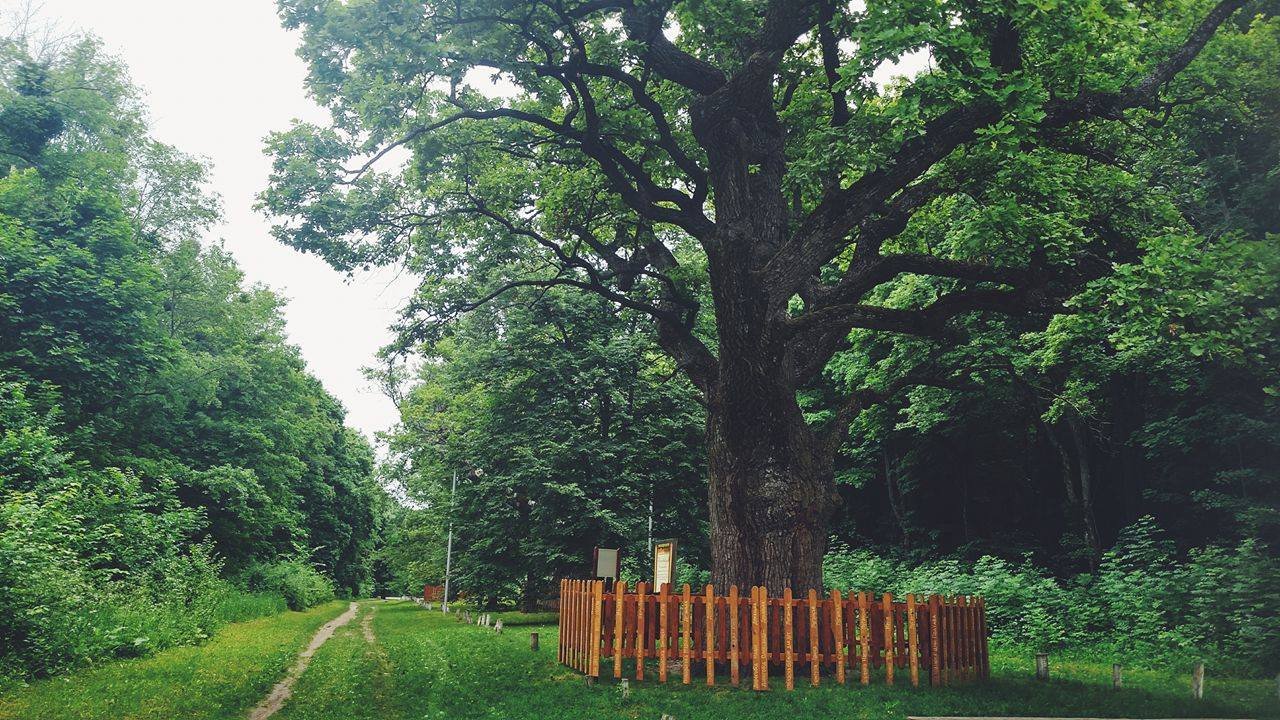 Садиба Гоголя, піраміди та Тріумфальна арка: що подивитися і де відпочити у Полтавській області 6