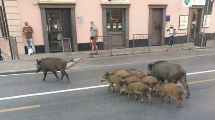 Вулицями Рима прогулюються дикі кабани — чиновники розводять руками 1