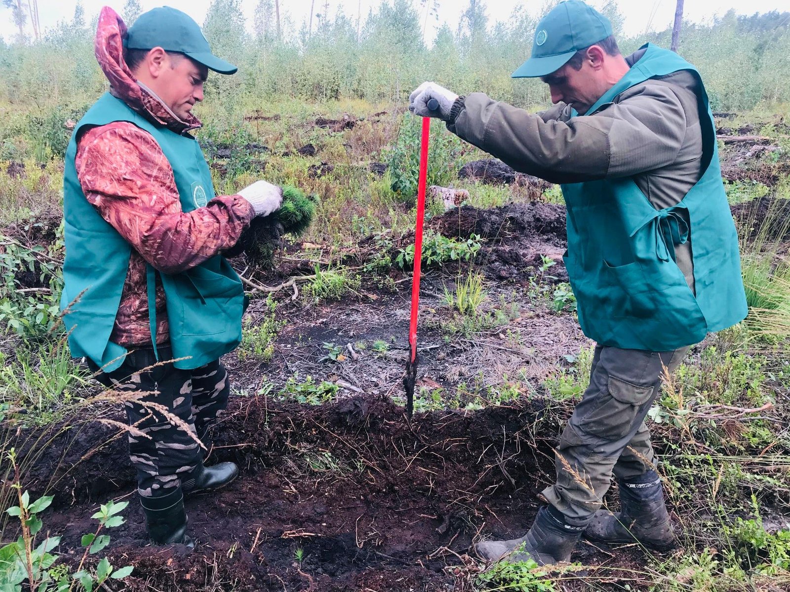 В Волынской области высадили 1 миллион деревьев 2
