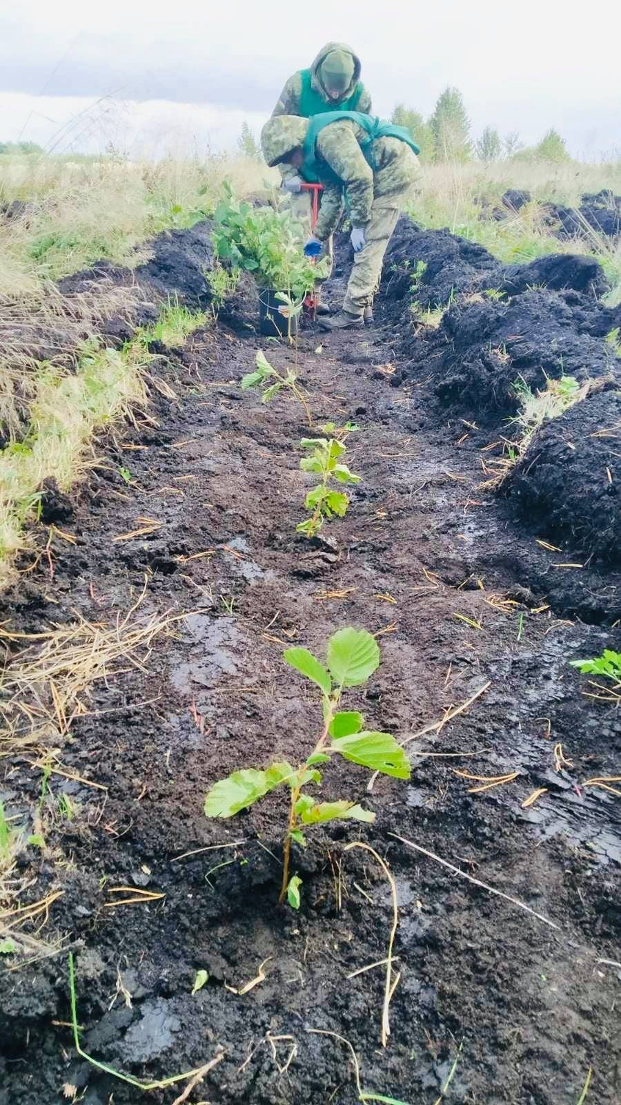 В Волынской области высадили 1 миллион деревьев 3