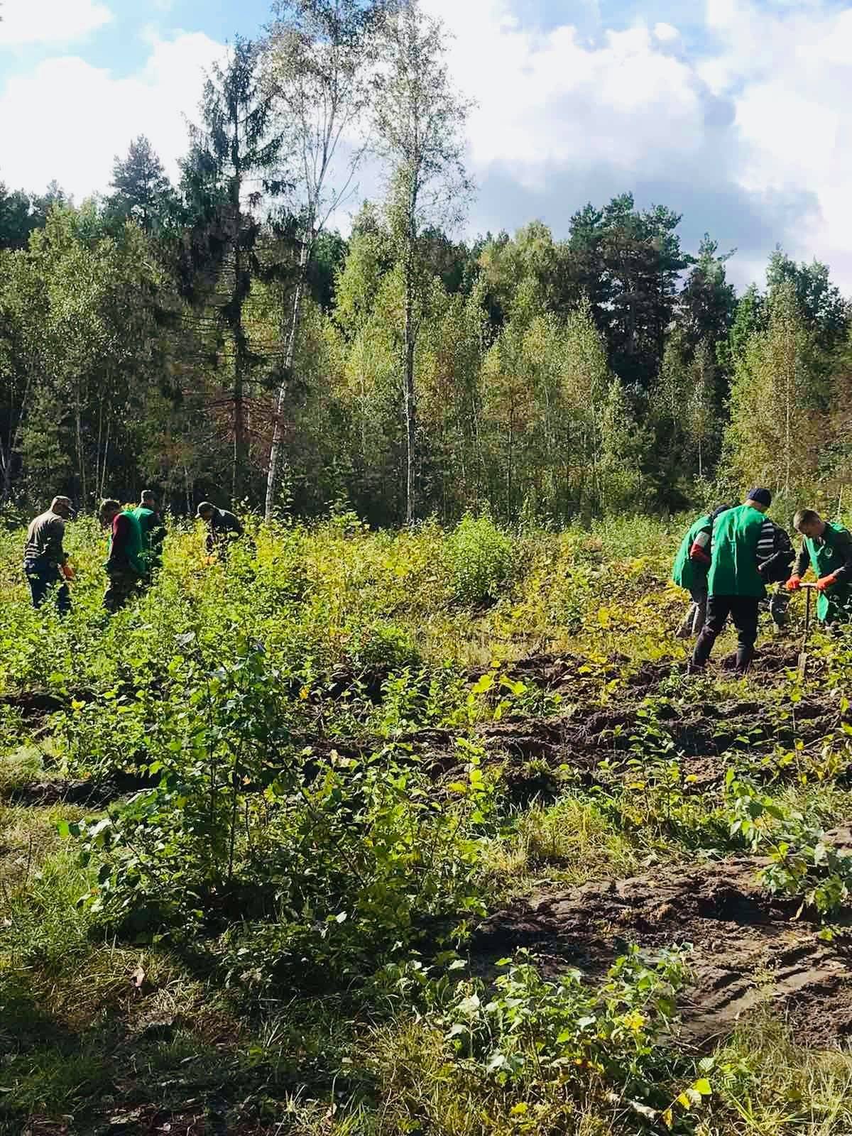 В Волынской области высадили 1 миллион деревьев 4
