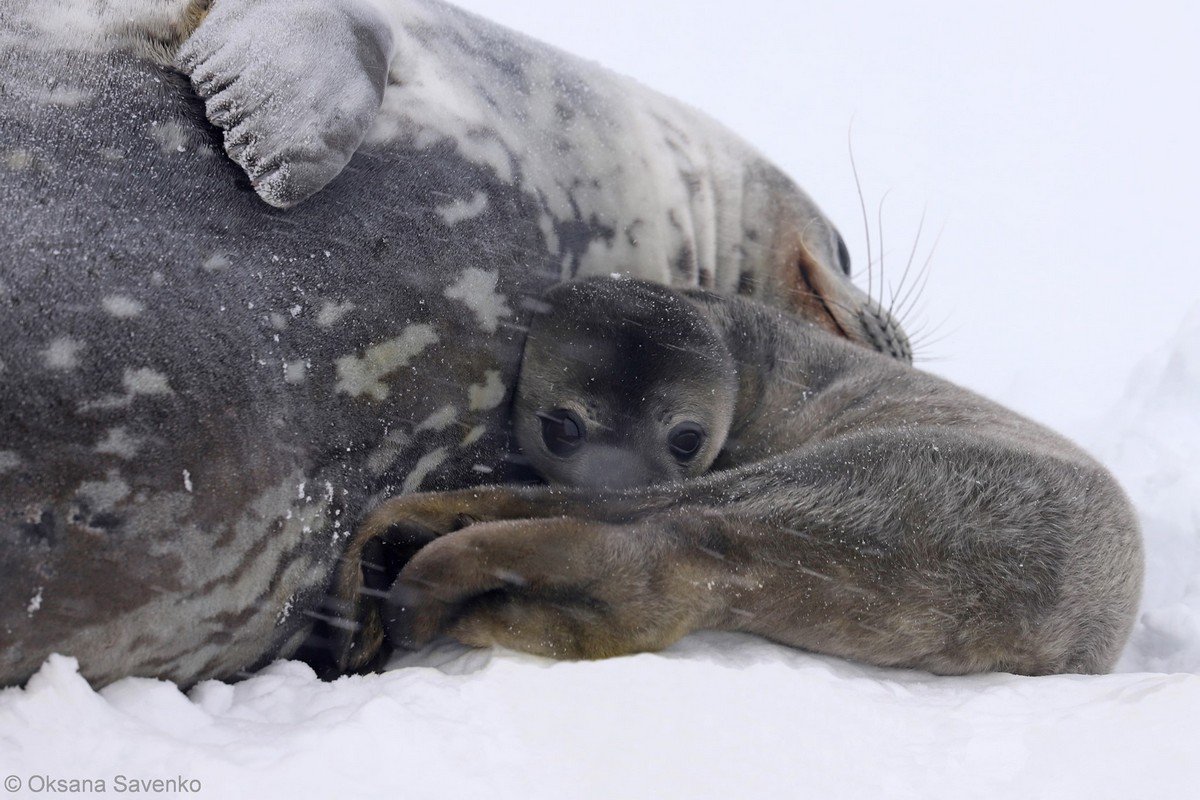 Возле станции "Академик Вернадский" в Антарктиде родились три тюленёнка: видео 3