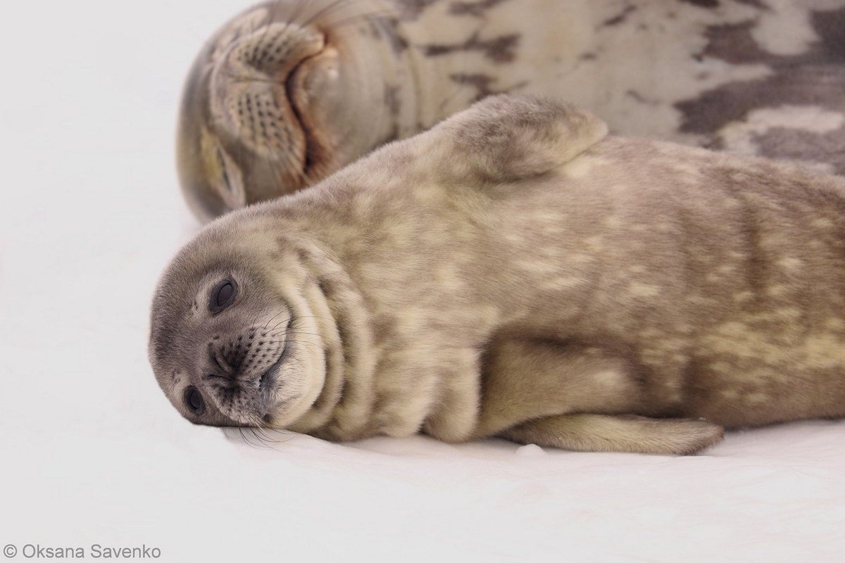 Возле станции "Академик Вернадский" в Антарктиде родились три тюленёнка: видео 4