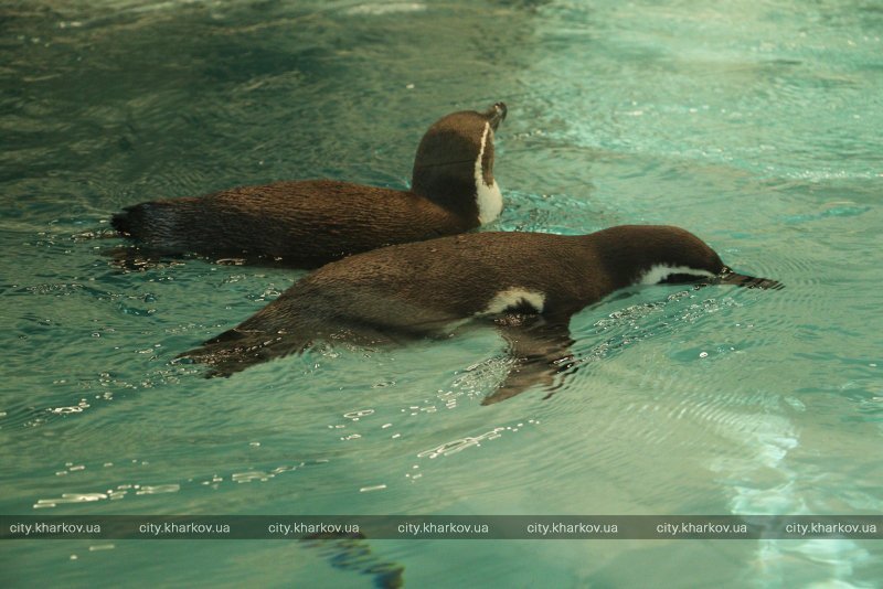 В зоопарке Харькова поселились пингвины Гумбольдта из Германии 1