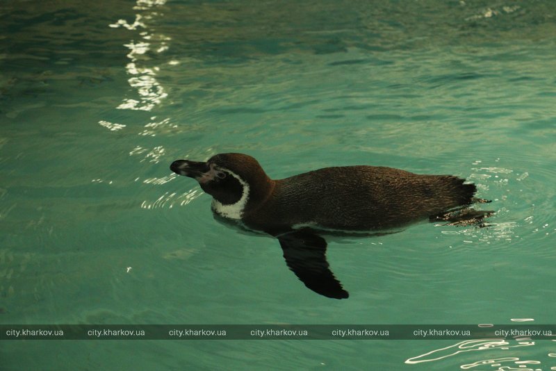 В зоопарке Харькова поселились пингвины Гумбольдта из Германии 3
