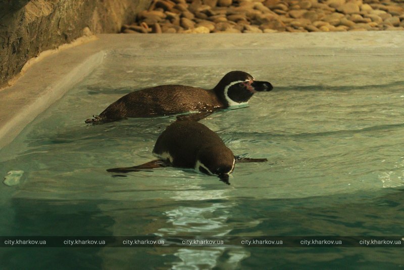 В зоопарке Харькова поселились пингвины Гумбольдта из Германии 2