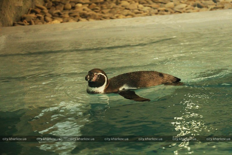 В зоопарке Харькова поселились пингвины Гумбольдта из Германии 4