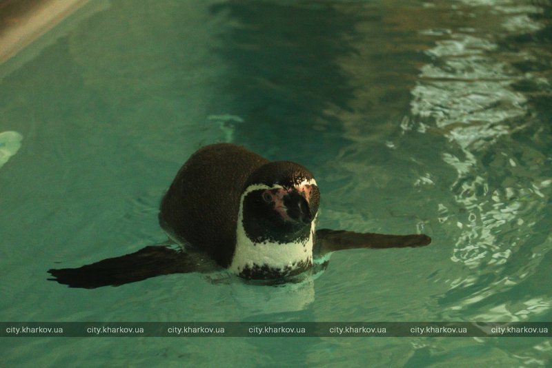 В зоопарке Харькова поселились пингвины Гумбольдта из Германии 5