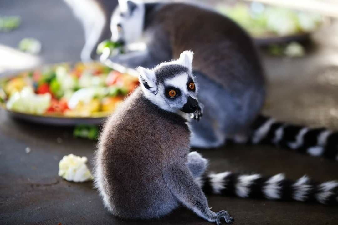 В зоопарк Харькова привезли новых животных 1