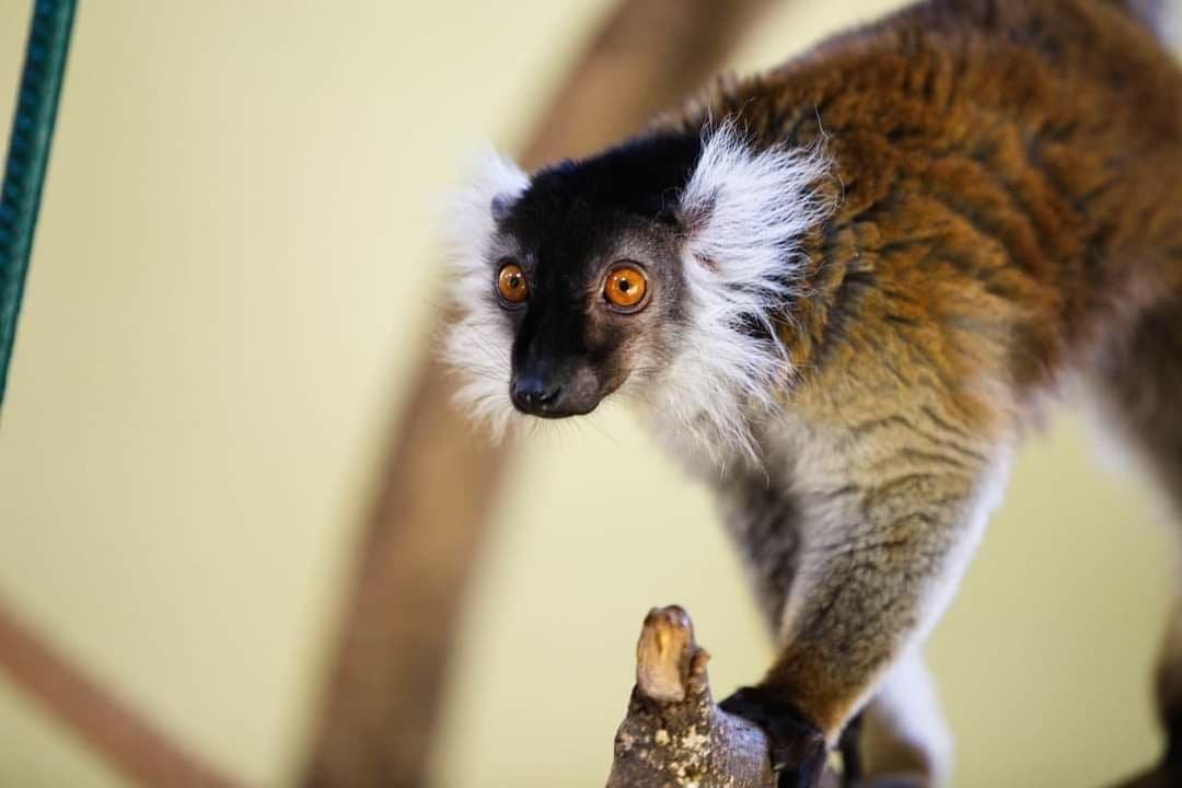 В зоопарк Харькова привезли новых животных 2