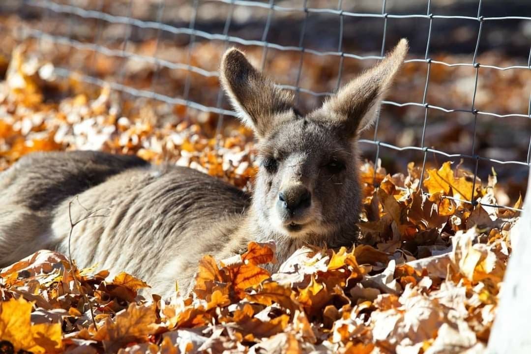 В зоопарк Харькова привезли новых животных 4
