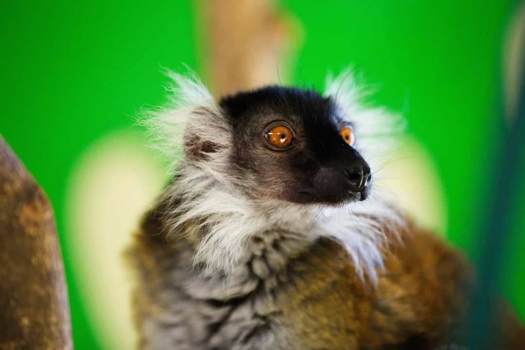 В зоопарк Харькова привезли новых животных 3