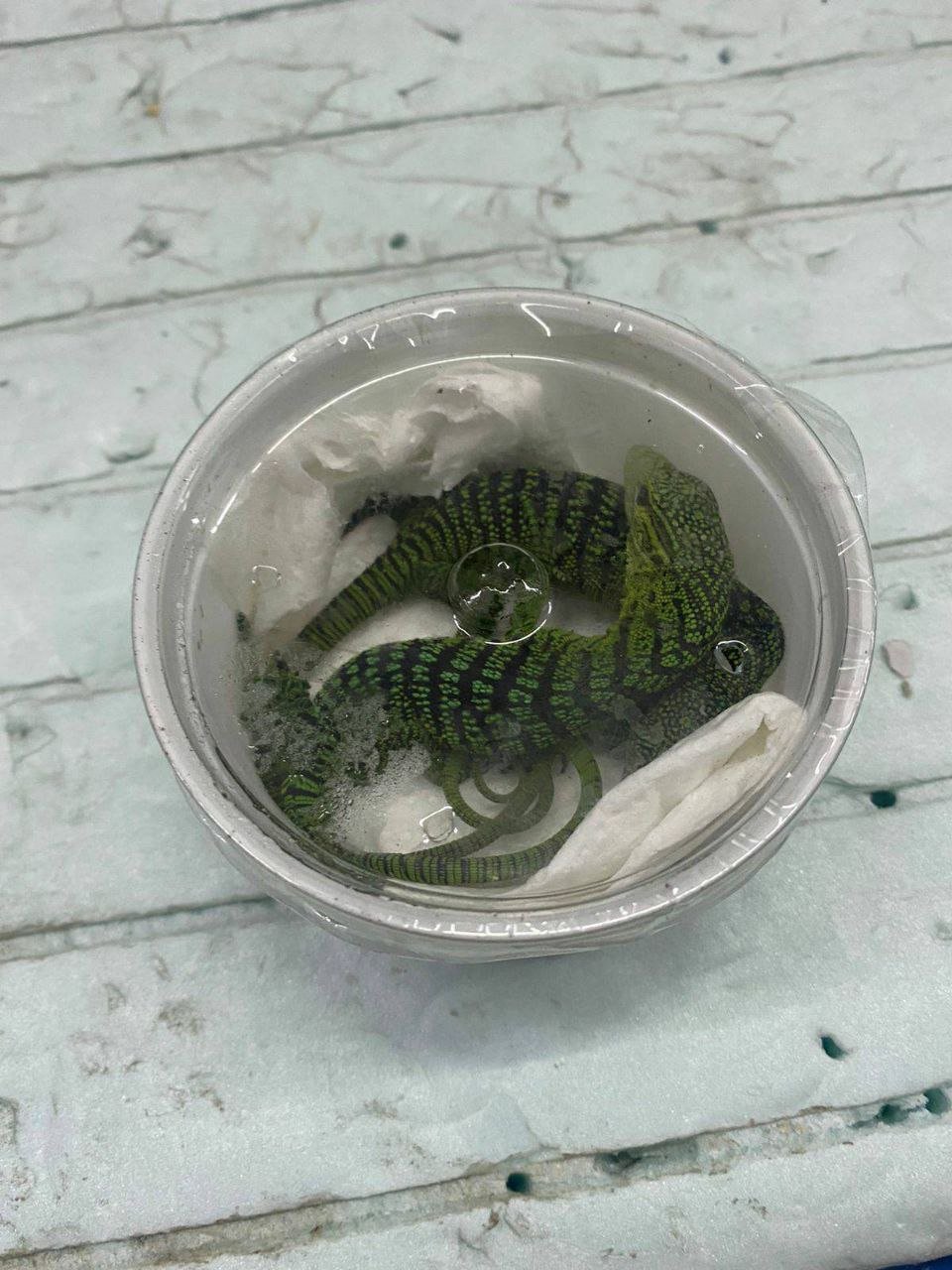 Двое мужчин везли из Украины в Италию коробку со змеями и ящерицами 2