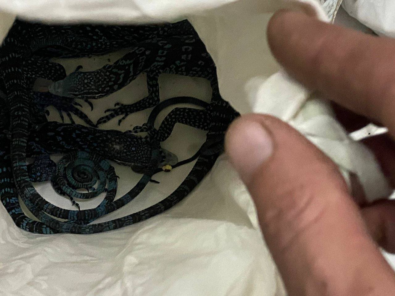 Двое мужчин везли из Украины в Италию коробку со змеями и ящерицами 1