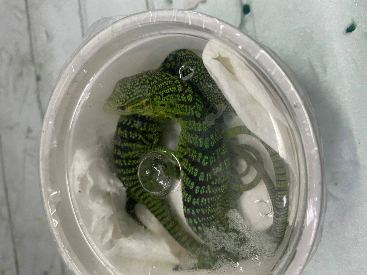 Двое мужчин везли из Украины в Италию коробку со змеями и ящерицами 4