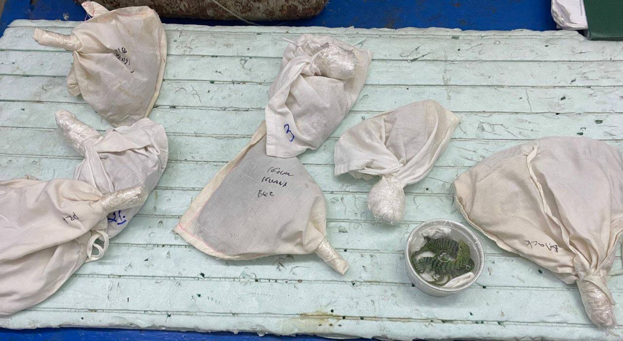 Двое мужчин везли из Украины в Италию коробку со змеями и ящерицами 5