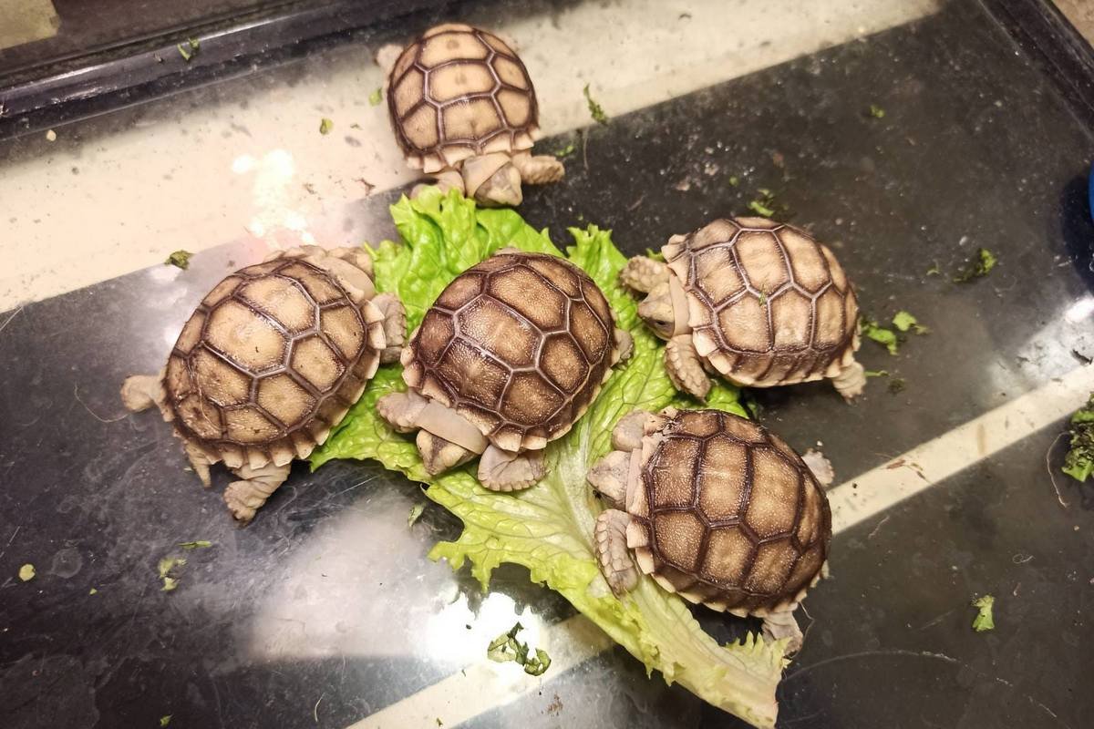 У родині "Одеського зоопарку" поповнення: там народилися п'ять черепашок 1