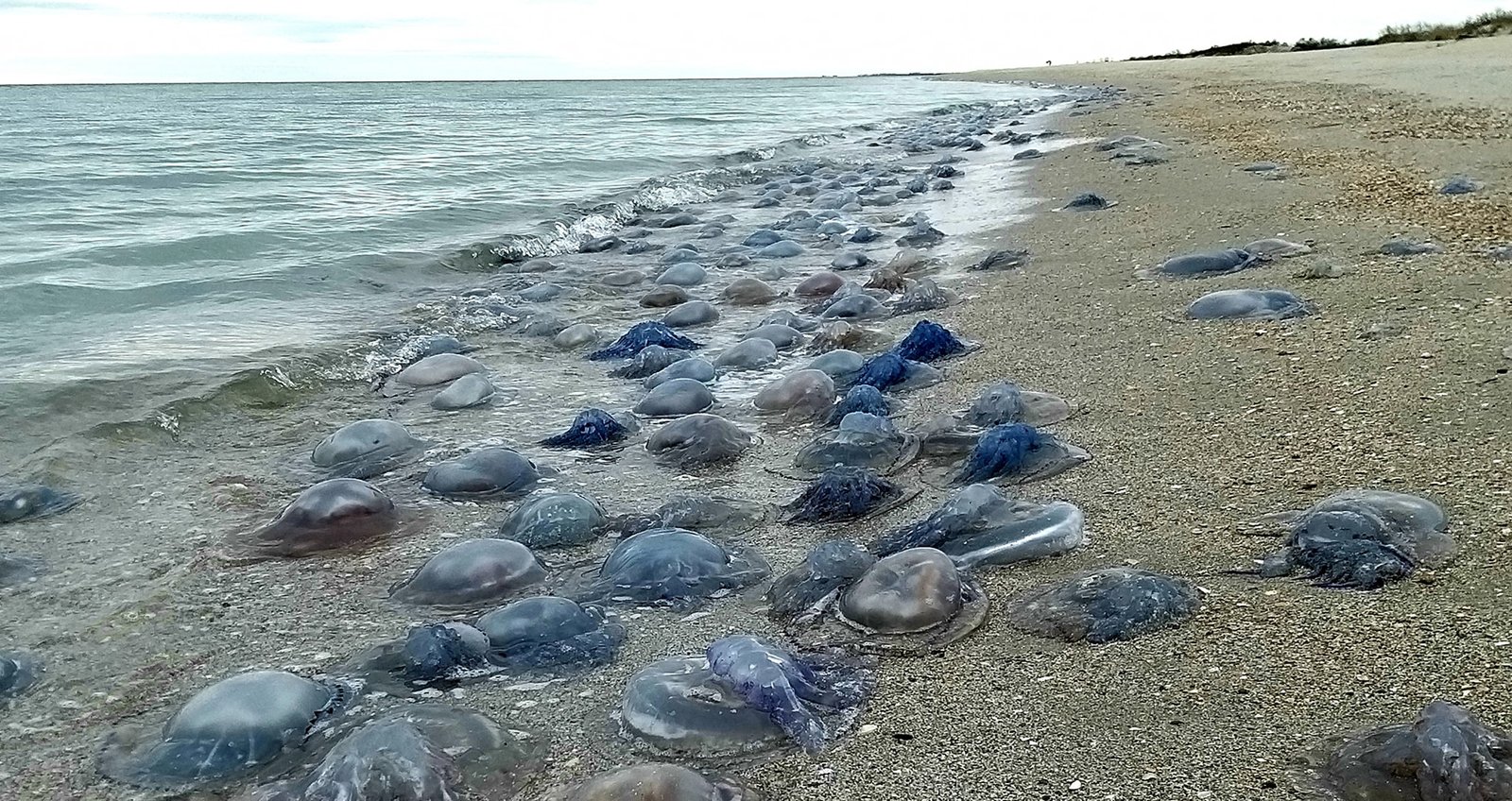 Из-за сильного шторма на берег Чёрного моря выбросило около миллиона медуз 1