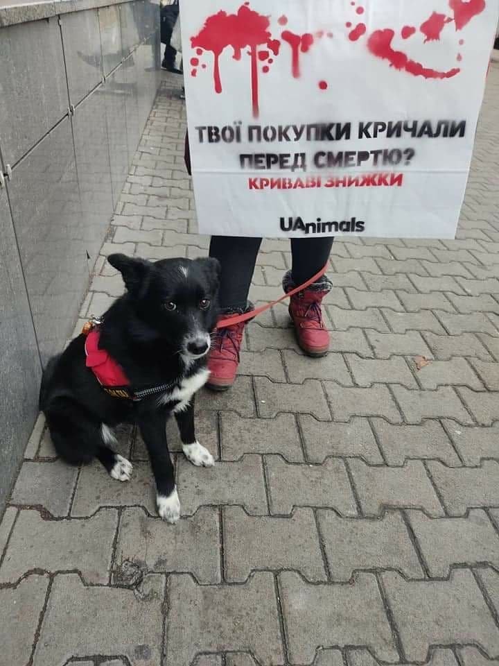 «Кровавые скидки»: перед «Чёрной пятницей» активисты вышли на митинги под магазинами по всей Украине 1