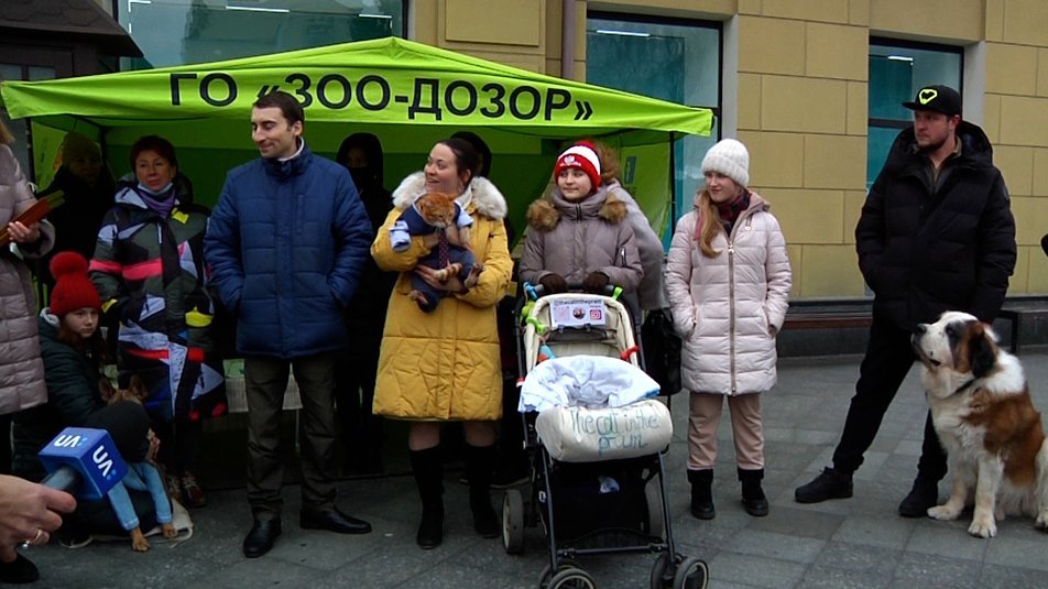 В Украине кот Микки установил национальный рекорд: он выходит гулять в детской коляске 6