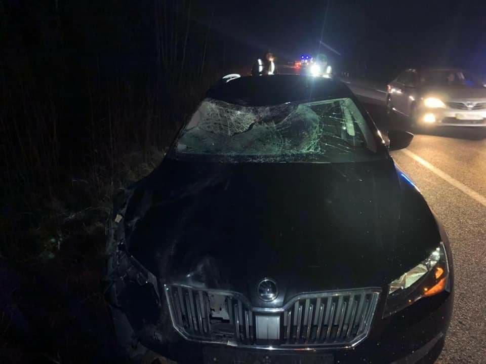 В Ровенской области лось стал виновником ДТП: столкнулись две машины, животное погибло 5