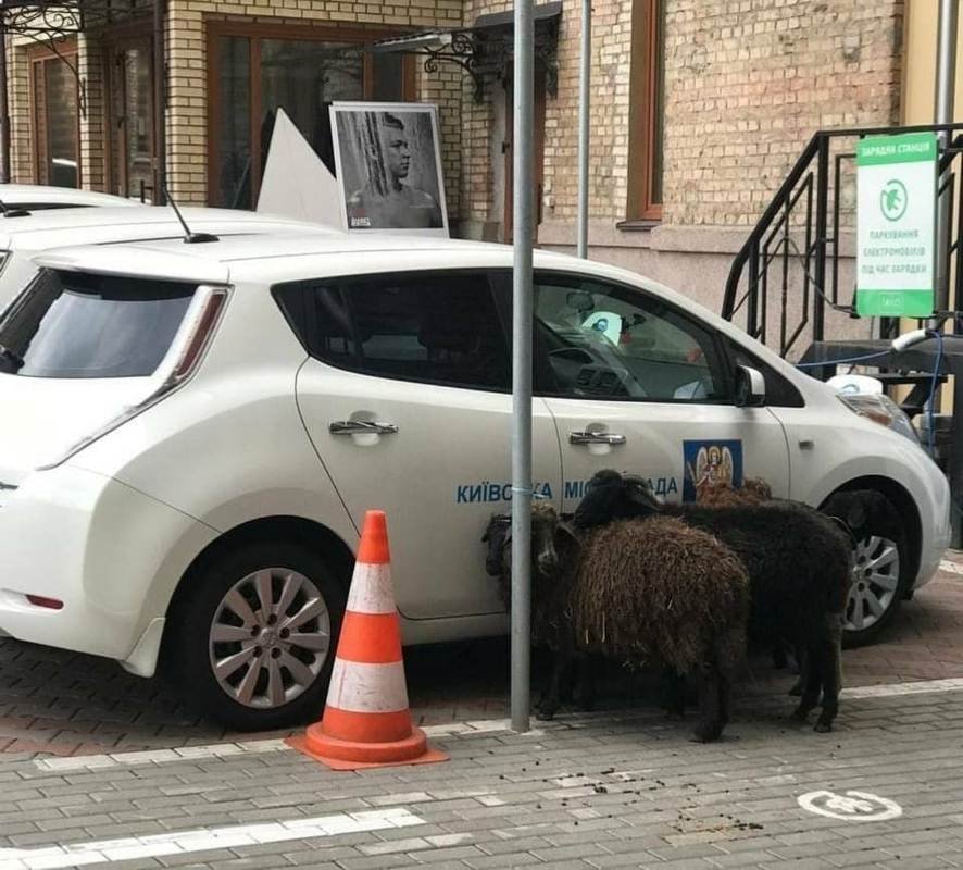 Животные напуганы