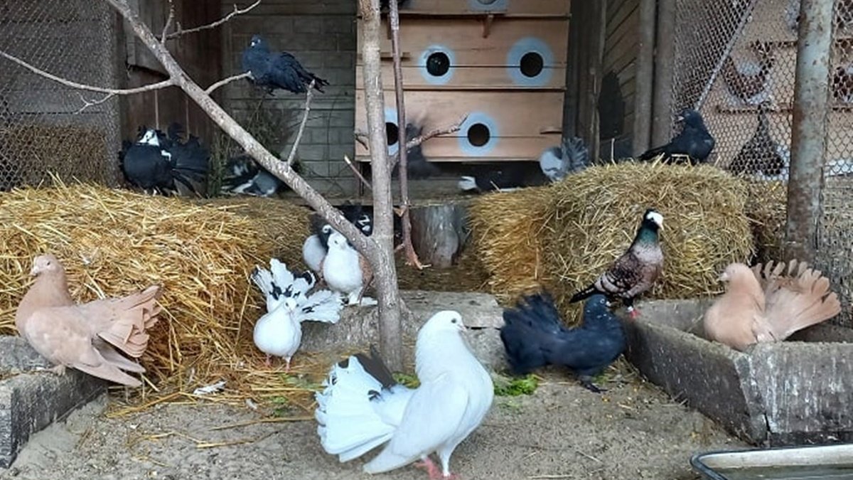 В зоопарк Винницы привезли голубей «в штанах и с усами» 1