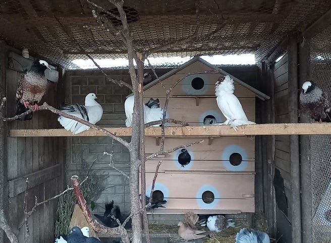 В зоопарк Винницы привезли голубей «в штанах и с усами» 5