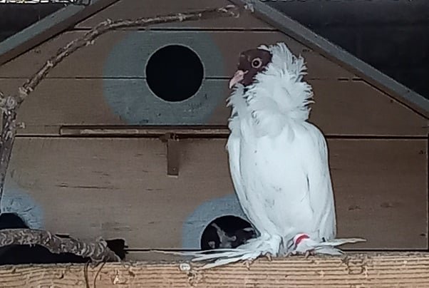 В зоопарк Винницы привезли голубей «в штанах и с усами» 3