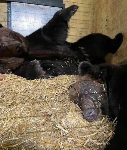 Медведи из Запорожья, которых отправили на реабилитацию в Нидерланды, вышли из карантина 1