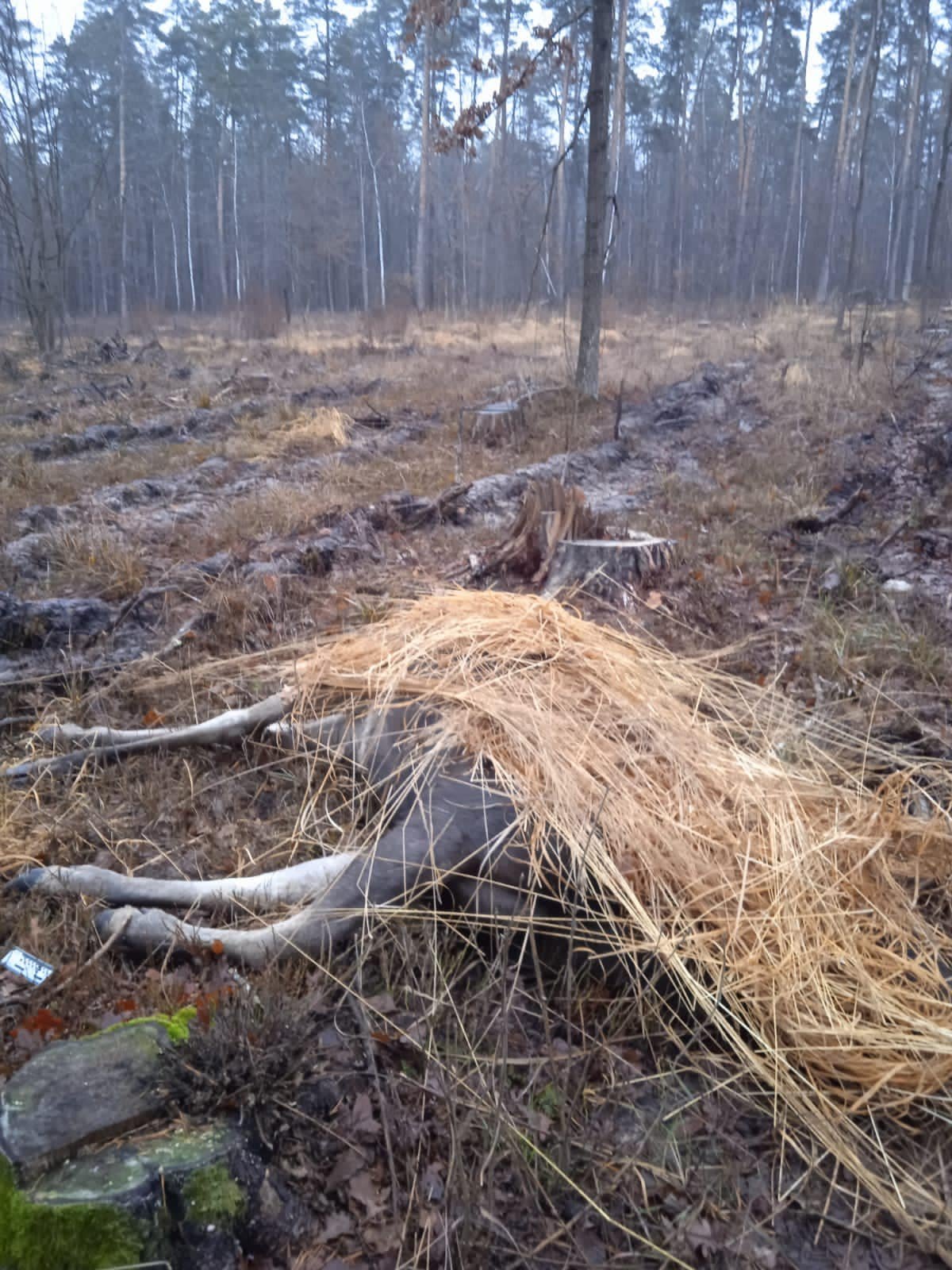 В Житомирской области браконьеры застрелили беременную лосиху 1
