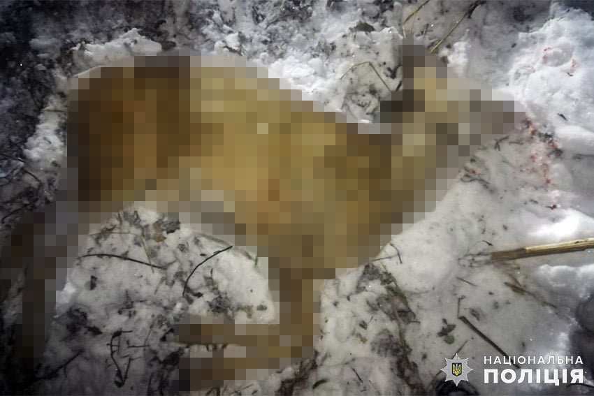 В заповеднике Хмельницкой области браконьер убил двух косуль 1