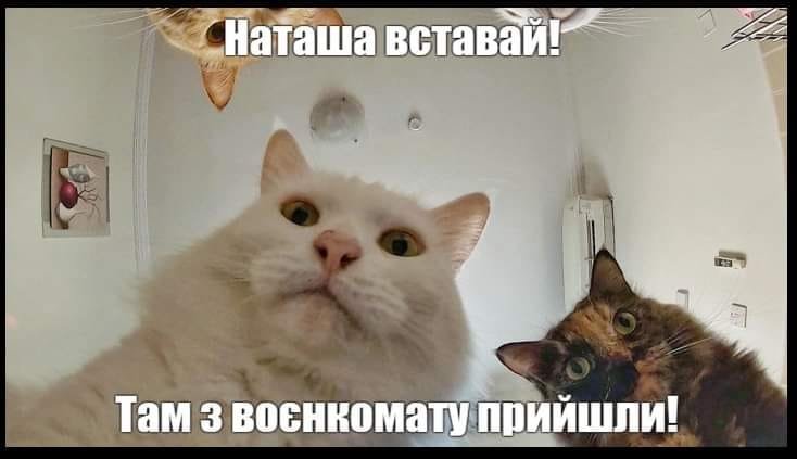 Як в Україні відреагували на новину про військовий облік для жінок: найкращі меми та пости у соцмережах 21