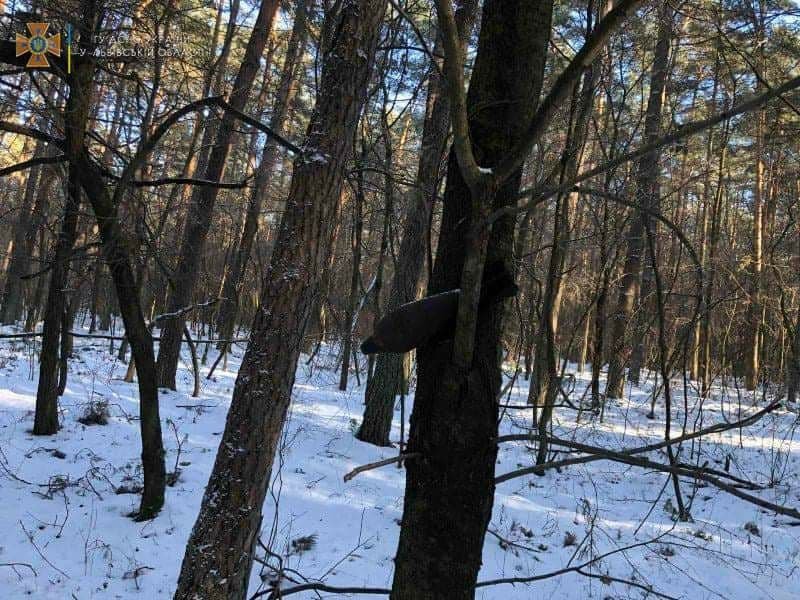 В лесу во Львовской области на дереве висела мина времён Второй мировой 1