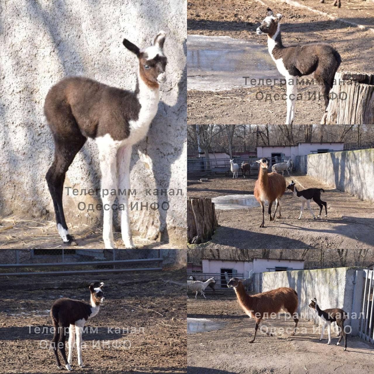 В Одесском зоопарке родилась лама 1