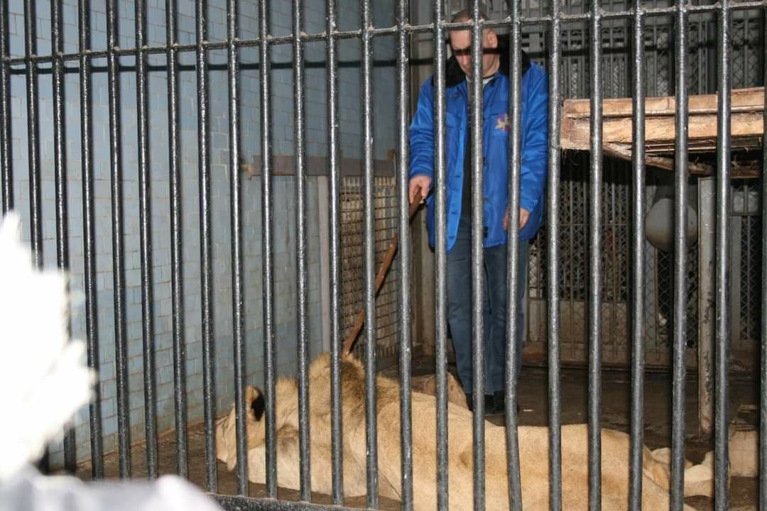 Трёх львов зоопарка Николаева отправили в Африку 2