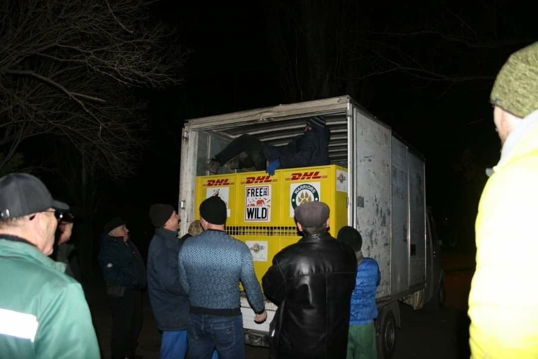 Трёх львов зоопарка Николаева отправили в Африку 4