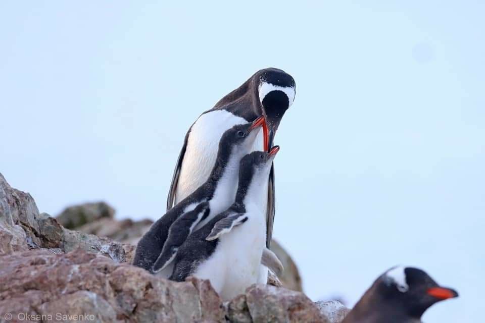 Полярники станции «Академик Вернадский» показали своих соседей-пингвинов: фото и видео 4