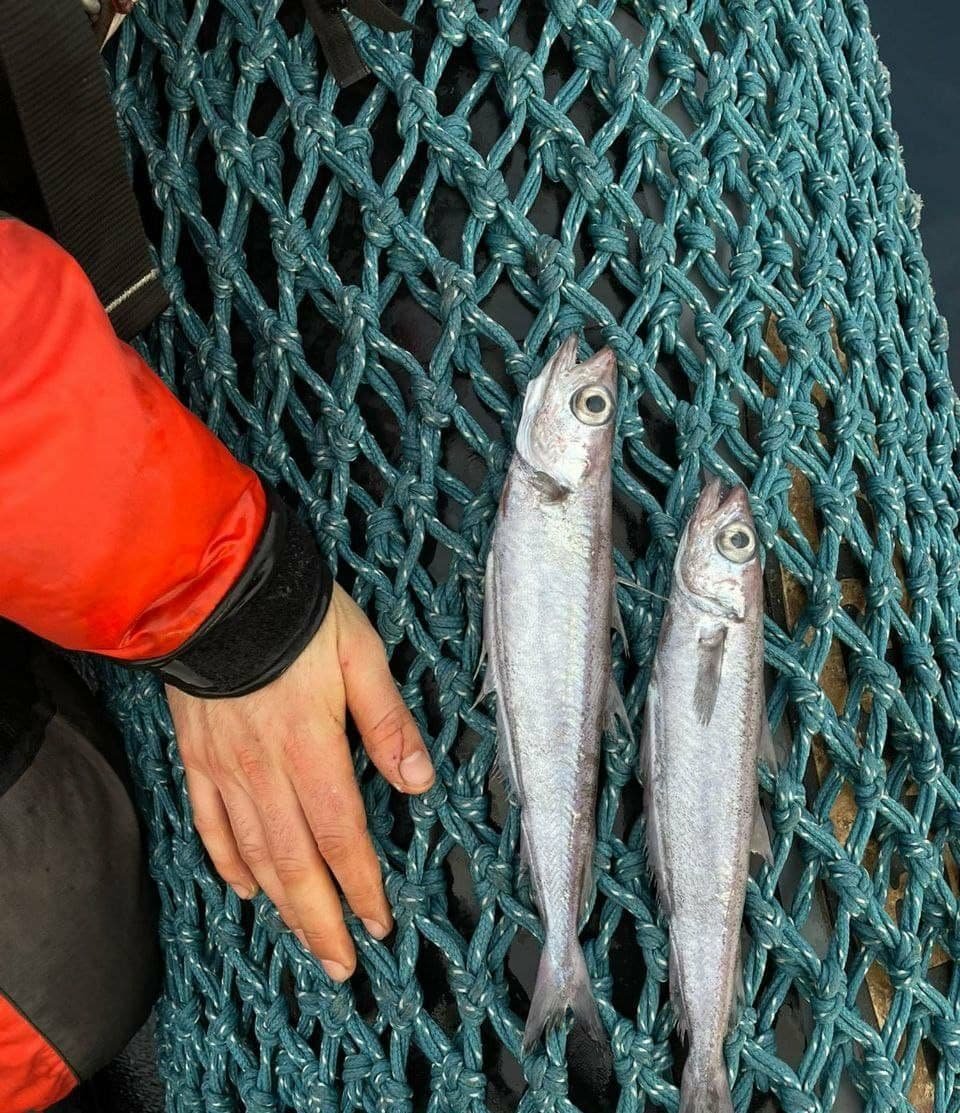 Біля берегів Франції в океан спустили понад 100 тисяч мертвих риб 1