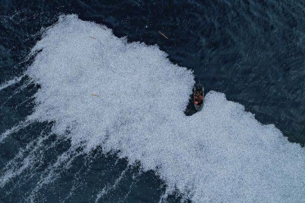 Біля берегів Франції в океан спустили понад 100 тисяч мертвих риб 2