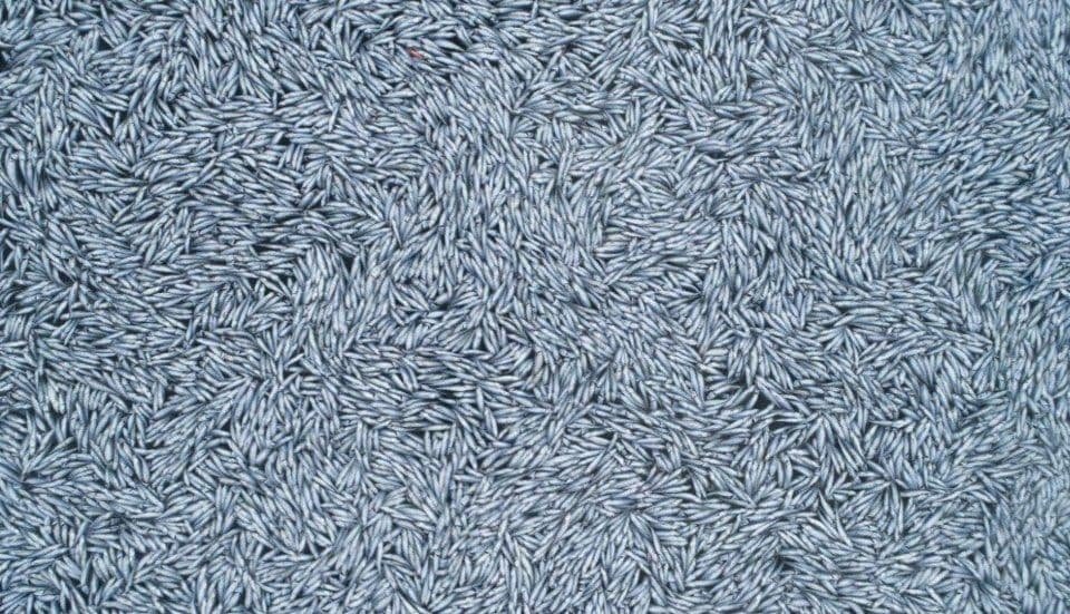 Фото: Sea Shepherd