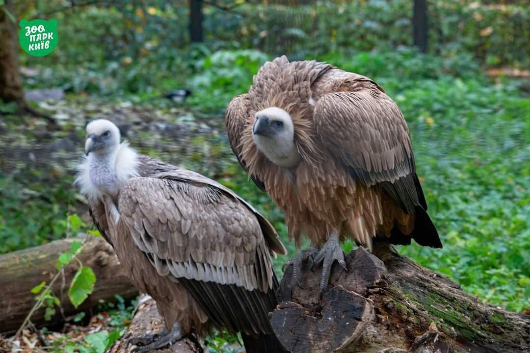В зоопарке Киева показали своих влюблённых питомцев 7