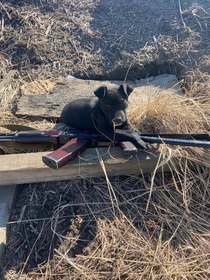 У Держприкордонслужбі народилася собака-захисниця: їй лише місяць і вона вже допомагає військовим 3