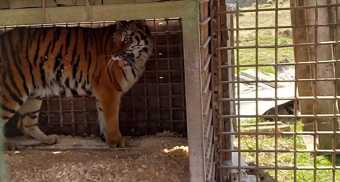 В зоопарк Винницы из Одесской области эвакуировали ягуара и тигрицу 1