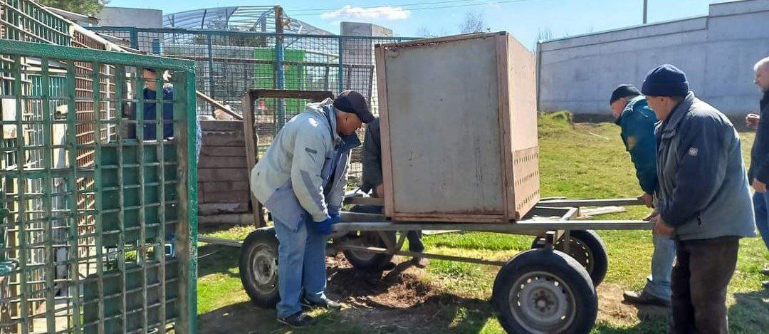 В зоопарк Винницы из Одесской области эвакуировали ягуара и тигрицу 2